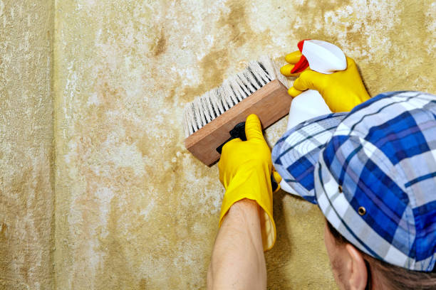 Best Residential Mold Inspection & Testing  in West Pelzer, SC