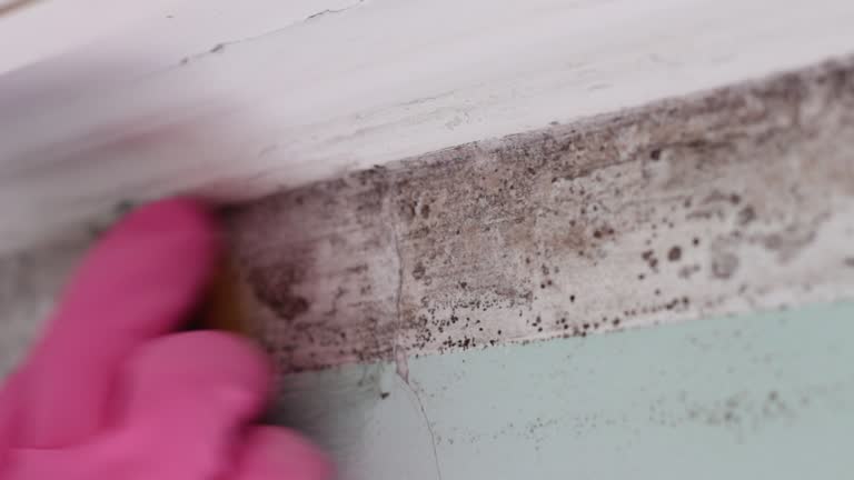 Best Emergency Mold Remediation  in West Pelzer, SC
